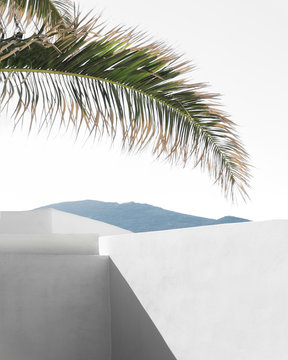 White walls and palm in Greek cyclades island by the sea