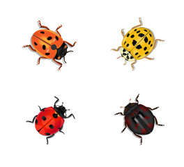 Set of four ladybugs of different colors and shapes.All insect details are drawn separately from each other and each paw also consists of several elements.
