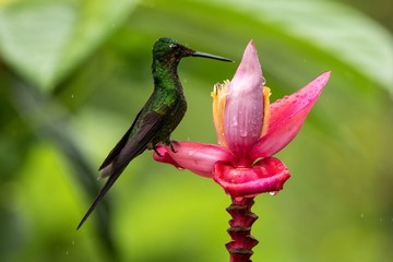 Hummingbird sitting on pink and yellow flower, garden,tropical forest, Ecuador, bird perching,hummingbird sucking nectar from blossom,exotic travel adventure,animal in environment,wildlife scene
