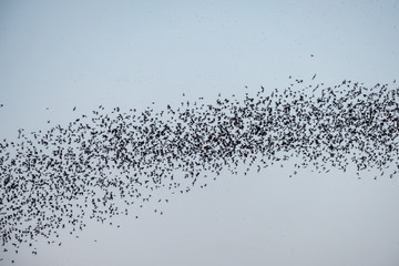 Flock of bat flying on sky