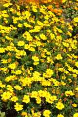 Obraz premium Gelbe Zinnien Blumen