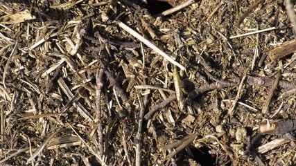 les fourmis rouges sur leur fourmilière