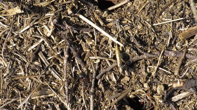 les fourmis rouges sur leur fourmili&egrave;re