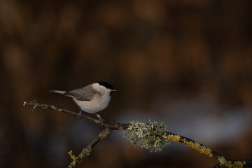 marsh tit on a branch