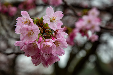 Cherry blossom in Japan. Sakura flowers and trees close up in Tokyo, Japan during Spring time