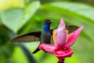 Hummingbird hovering next to pink and yellow flower, garden,tropical forest, Colombia, bird in flight with outstretched wings,flying hummingbird sucking nectar from blossom,exotic travel adventure