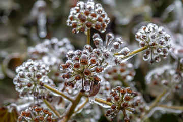 Decorative ice Bulbs