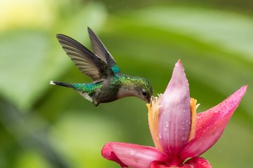 Hummingbird hovering next to pink and yellow flower, garden,tropical forest, Colombia, bird in flight with outstretched wings,flying hummingbird sucking nectar from blossom,exotic travel adventure