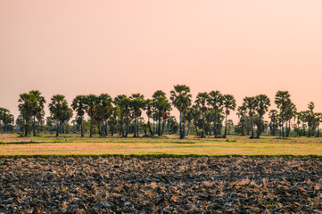 Sugar palm tree on rice fields