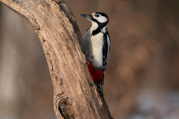 great spotted woodpecker