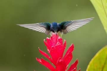 White-necked jacobin hovering next to red flower in rain,tropical forest, Colombia, bird sucking nectar from blossom in garden,beautiful hummingbird with outstretched wings,nature wildlife scene