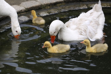Gänse im Teich