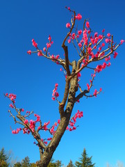 咲き始めた紅梅と青空