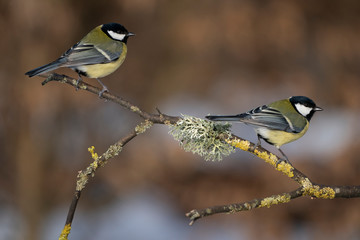 Naklejka premium great tits on a branch