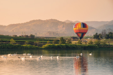 Colorful Balloon on field with swan on lake