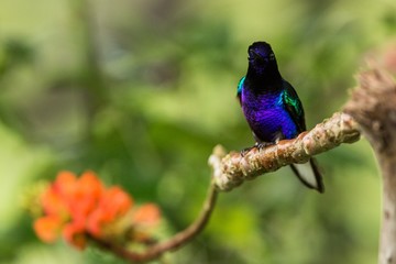 Velvet-purple coronet sitting on branch with orange flower, hummingbird from tropical forest,Ecuador,black and blue bird resting on flower in garden,clear background,nature,wildlife, exotic adventure
