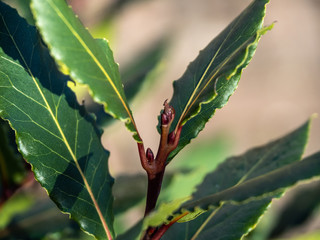 OLYMPUS DIGITAL CAMERA - BAY LEAVES