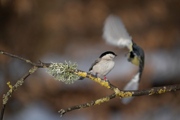 Obraz premium marsh tit on a branch