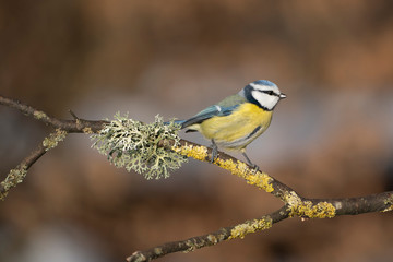 blue tit on a branch