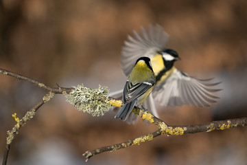 birds on a branch
