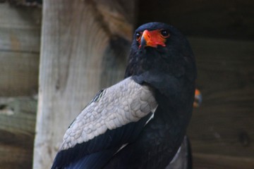 Bateleur des savanes en semi liberté