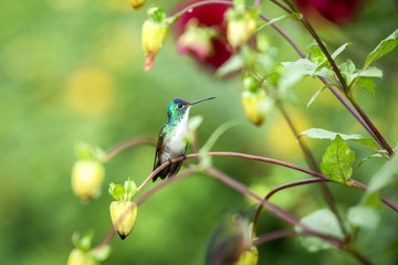 Andean emerald sitting on branch, hummingbird from tropical forest,Ecuador,bird perching,tiny beautiful bird resting on flower in garden,colorful background with flowers,nature scene,wildlife
