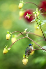 Hummingbird sitting on branch, hummingbird from tropical forest,Brazil,bird perching,tiny beautiful bird resting on flower in garden,colorful background with flowers,nature scene,wildlife,exotic