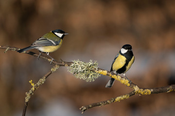 great tits on a branch
