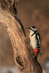 great spotted woodpecker