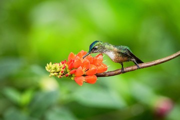 Hummingbird sitting on orange flower,tropical forest,Brazil,bird sucking nectar from blossom in garden,bird perching on plant,nature wildlife scene,canimal behaviour,exotic adventure,environment