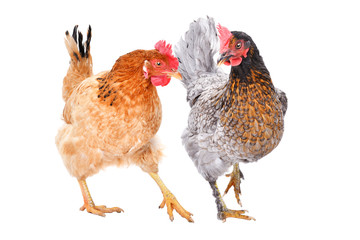 Two hens together isolated on white background