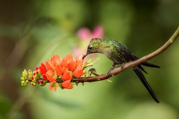 Hummingbird sitting on orange flower,tropical forest,Brazil,bird sucking nectar from blossom in garden,bird perching on plant,nature wildlife scene,canimal behaviour,exotic adventure,environment