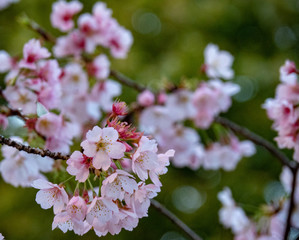Cherry blossom in Japan. Sakura flowers and trees close up in Tokyo, Japan during Spring time