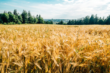 Golden wheat field with green forest in background