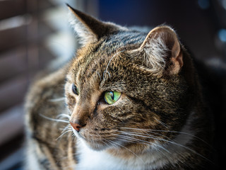 Binky the female tabby cat