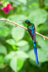 violet-tailed sylph  sitting on branch, hummingbird from tropical forest,Ecuador,bird perching,tiny beautiful bird resting on flower in garden,clear background,nature,wildlife, exotic adventure