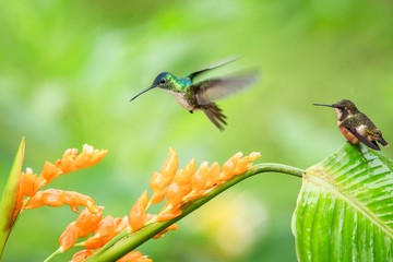 Fototapeta na wymiar Hummingbirds hovering next to orange flower and another bird sitting on leave,tropical forest,Ecuador,bird sucking nectar from blossom in garden,hummingbird with outstretched wings,wildlife scene