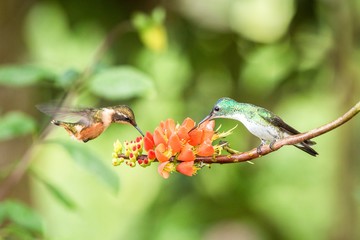 Two hummingbirds hovering next to orange flower,tropical forest, Ecuador, two birds sucking nectar from blossom in garden,beautiful hummingbird with outstretched wings,nature wildlife scene, exotic