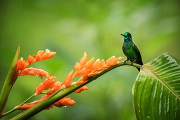 Hummingbird sitting on orange flower,tropical forest,Ecuador,bird sucking nectar from blossom in garden,bird perching on plant,nature wildlife scene,clear background,exotic adventure,environment