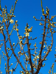 青空と白梅