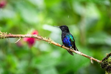 Velvet-purple coronet sitting on branch, hummingbird from tropical forest,Ecuador,black and blue bird resting on flower in garden,clear background,nature,wildlife, exotic adventure, clear background