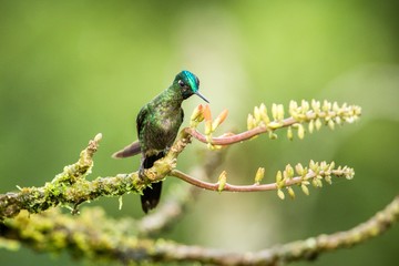 Hummingbird sitting on orange flower,tropical forest,Peru,bird sucking nectar from blossom in garden,bird perching on plant,nature wildlife scene,clear background,exotic adventure,environment