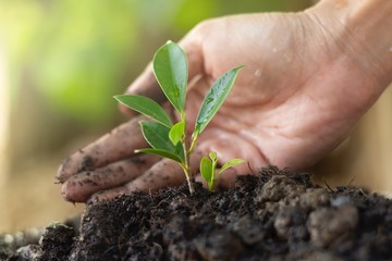 Save the world with planting tree To create a green world in the future