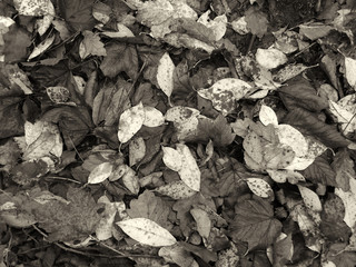 monochrome sepia tinted full frame background of wet fallen dead leaves on the ground in late autumn