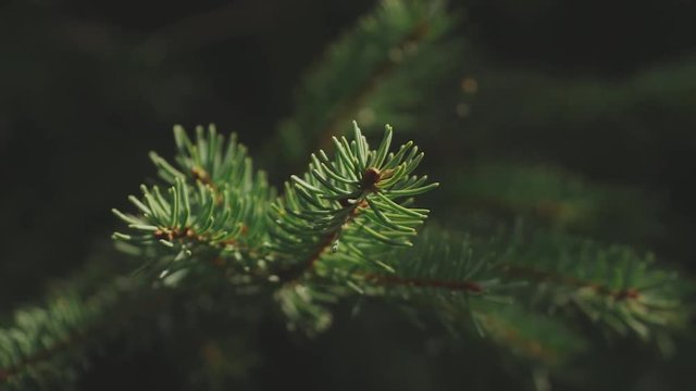 Pine tree branch with cones in green forest. Macro nature background.