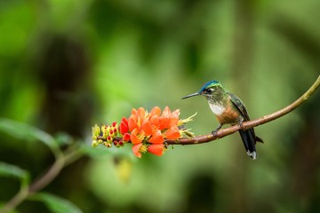 Hummingbird sitting on orange flower,tropical forest,Ecuador,bird sucking nectar from blossom in garden,bird perching on plant,nature wildlife scene,clear background,exotic adventure,environment