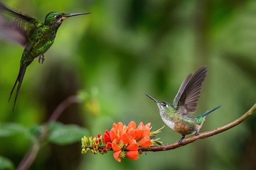 Fototapeta premium Hummingbirds in fight on orange flower,typical bird behaviour,tropical forest,Ecuador,birds on branch in garden,hummingbird with outstretched wings,wildlife scene from nature, exotic adventure
