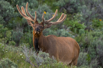 Bull Elk in Summer Velvet