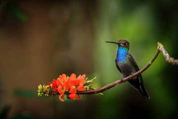 White-tailed hillstar sitting on branch, hummingbird from tropical rainforest,Brazil,bird perching,tiny beautiful bird resting on flower in garden,clear background,bird with blue throat,wallpaper