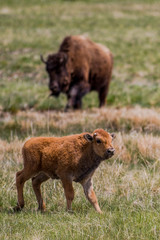 Fototapeta premium Baby Bison